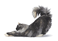 Happypet Katze
